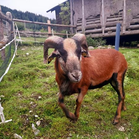 Hallmoosgut Sankt Johann im Pongau Exteriör bild