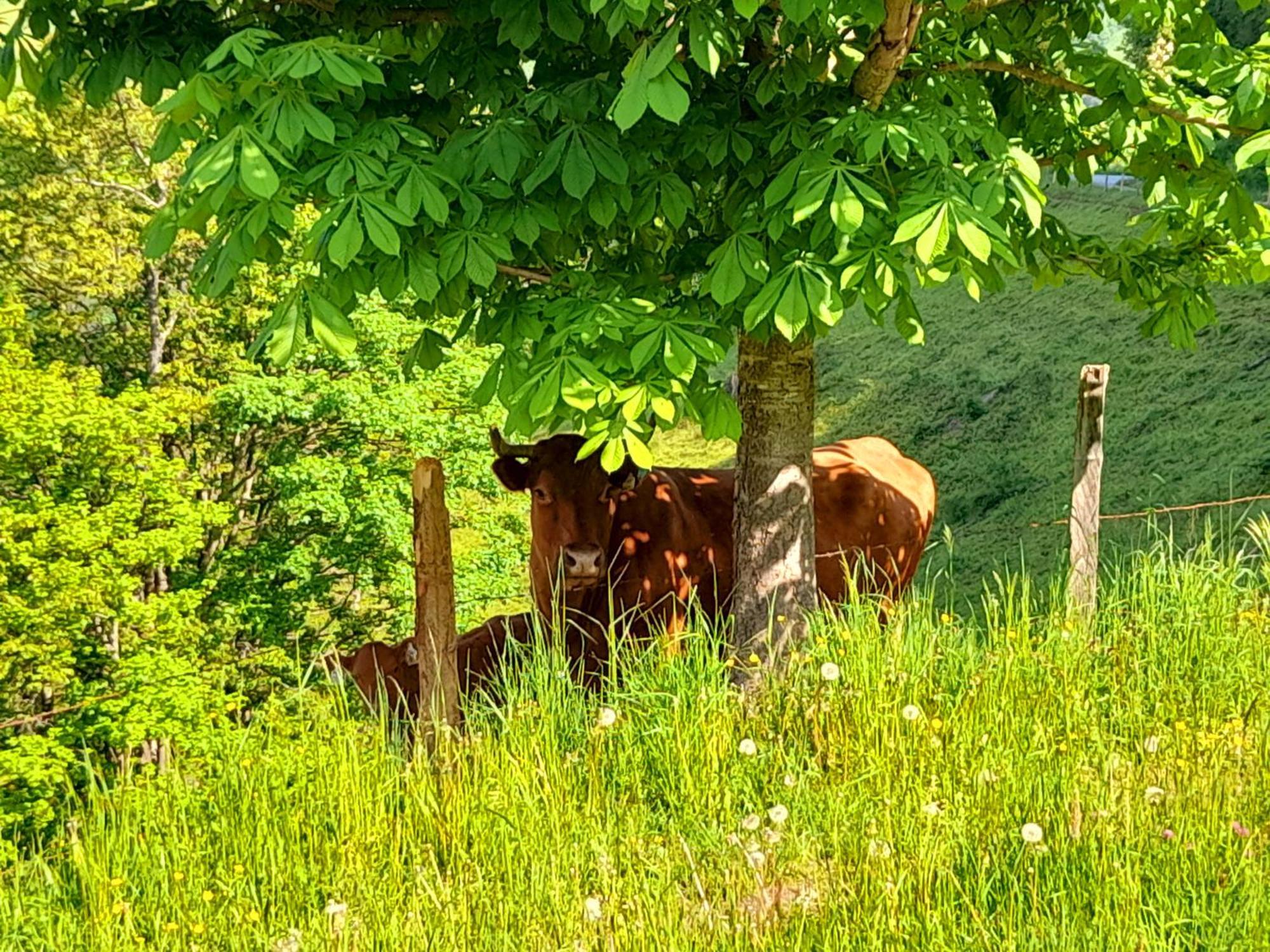 Hallmoosgut Sankt Johann im Pongau Exteriör bild