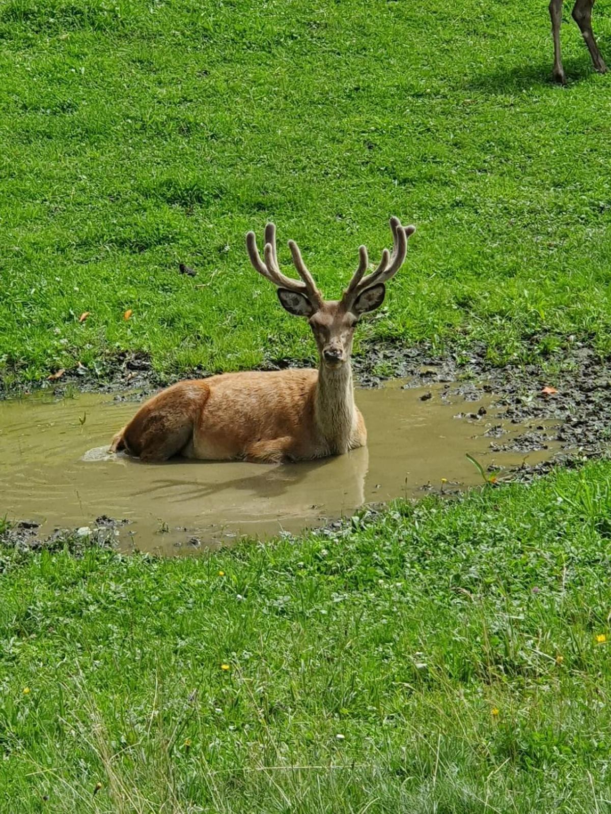 Hallmoosgut Sankt Johann im Pongau Exteriör bild