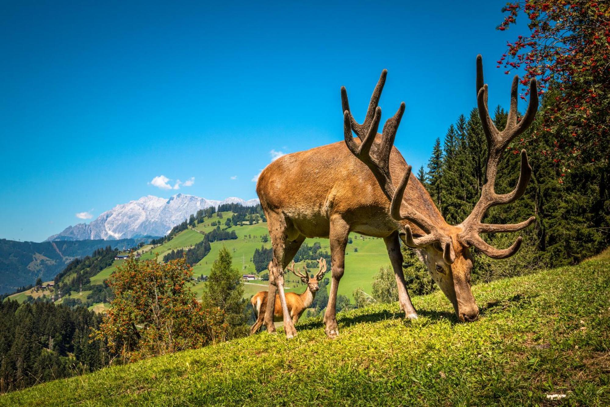 Hallmoosgut Sankt Johann im Pongau Exteriör bild