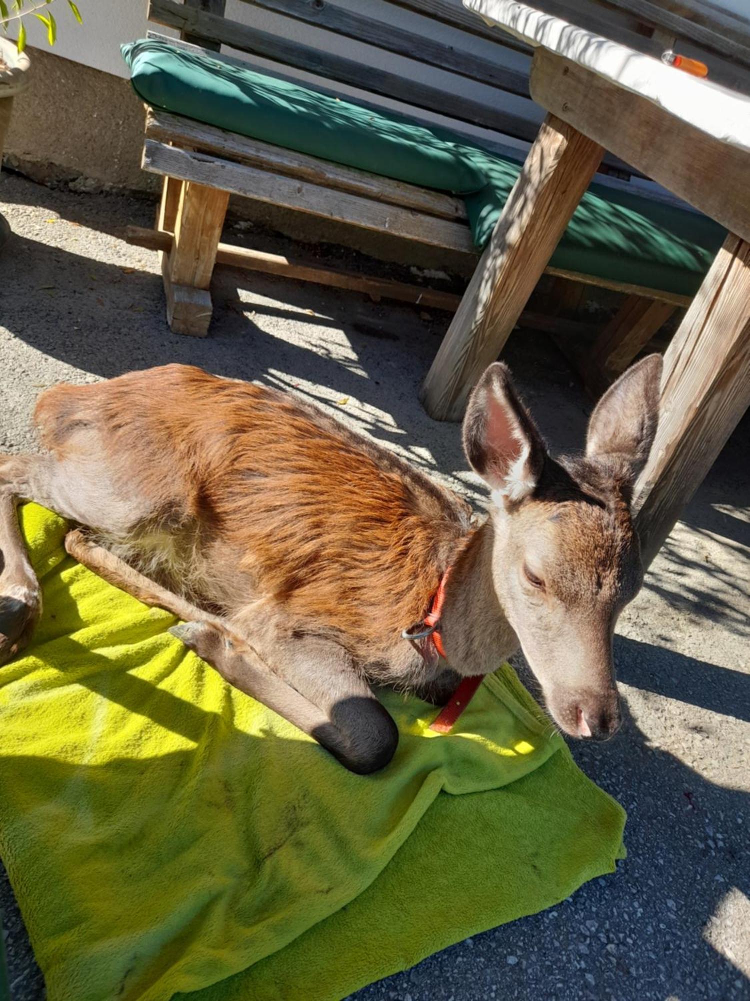 Hallmoosgut Sankt Johann im Pongau Exteriör bild